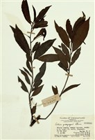 藏品(小葉樹杞)的圖片